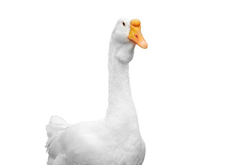 Domestic white geese in a barn on a farm, isolated on a white background