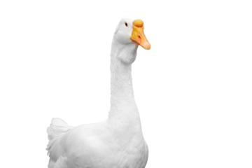 Domestic white geese in a barn on a farm, isolated on a white background