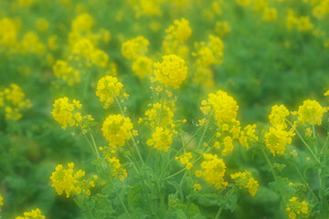 Obraz premium 菜の花