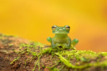 Centrolene prosoblepon is a species of frog in the family Centrolenidae, commonly known as the emerald glass frog or Nicaragua giant glass frog. 