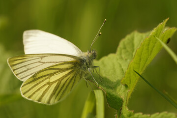 Closeup on a Green-veined White butterfly, Pieris napi with open wings, sitting on a green leaf