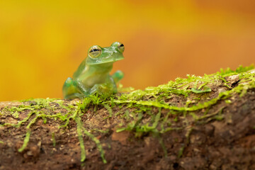 Centrolene prosoblepon is a species of frog in the family Centrolenidae, commonly known as the emerald glass frog or Nicaragua giant glass frog. 