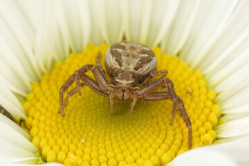 Closeup on a small fierce looking crab spider , Xysticus on a yellow and white flower in the garden