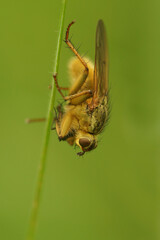 Vertical closeup on a yellow dung fly, Scathophaga stercoraria