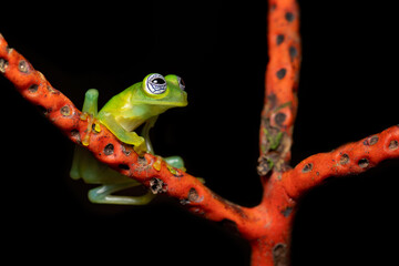 Sachatamia ilex is a species of frog in the family Centrolenidae. Common name Limon giant glass frog and it is also known as the ghost glass frog.