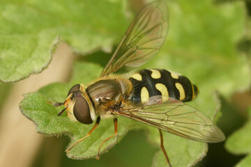 Closeup on the yellow striped field syrph, Eupeodes luniger, sitting on a green leaf in the garden