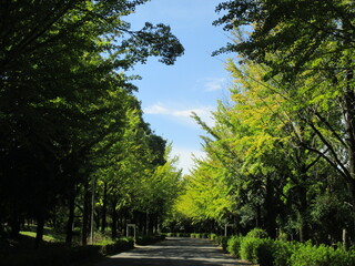 日本の初秋、うっすらと色付き始めたイチョウの並木道