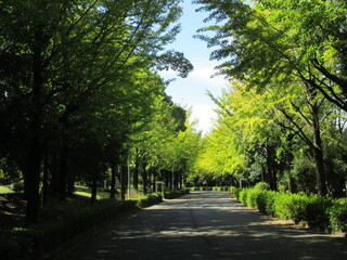 Fototapeta na wymiar 日本の初秋、うっすらと色付き始めたイチョウの並木道