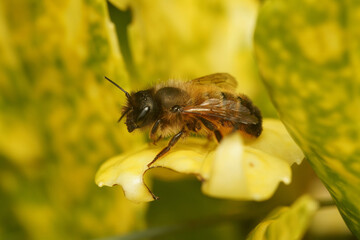 Closeup on a female European red mason bee, Osmia rufa, sitting on a green leaf