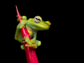 Canal Zone tree frog (Boana rufitela) is a species of frog in the family Hylidae found in the Caribbean lowlands of eastern Nicaragua, Costa Rica, and central Panama