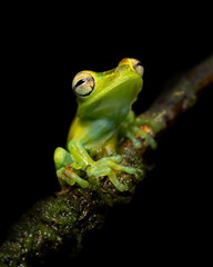 Fototapeta premium Canal Zone tree frog (Boana rufitela) is a species of frog in the family Hylidae found in the Caribbean lowlands of eastern Nicaragua, Costa Rica, and central Panama