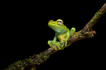 Canal Zone tree frog (Boana rufitela) is a species of frog in the family Hylidae found in the Caribbean lowlands of eastern Nicaragua, Costa Rica, and central Panama
