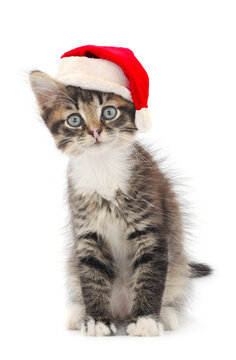 Kitten in Santa Claus Christmas hat.