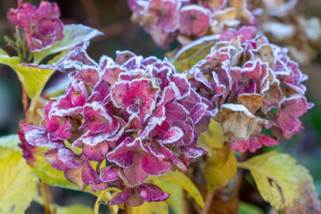 pink Bauernhortensien-Blüten mit Raureif im Wintergarten