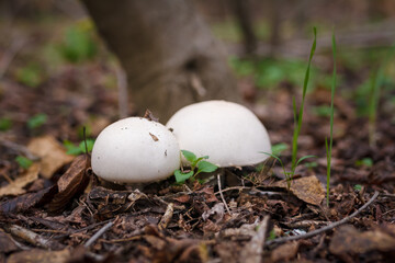 Two champignon mushrooms caps hiding in autumn leaves. Autumn forest nature, mushrooms picking, healthy organic food, protein diet.