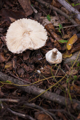White champignon in autumn forest among dry leaves. Seasonal mushrooms hunting, fall nature, healthy organic food concept.