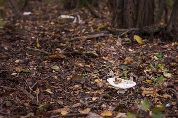 White champignon in autumn forest among dry leaves. Seasonal mushrooms hunting, fall nature, healthy organic food concept.