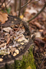 Soft focused vertical close up shot of tree stump with burl, burr, bur, parasite mushrooms