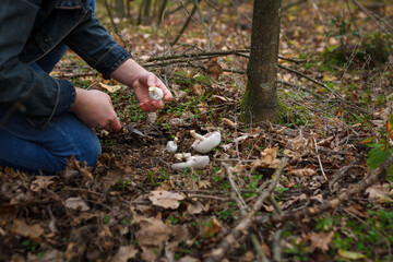 Mushroom-picker picking up champignons in autumn forest. Close up shot, only hands visible. Organic food, agaric edible mushrooms