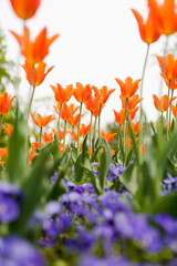  orange tulips
