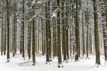 Forest after a snowfall. winter