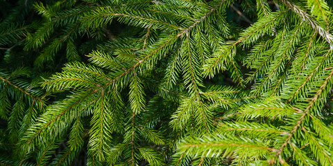 Fresh green spruce branches in the forest, in nature. Branches of a Christmas tree close-up without decorations. Christmas and New Year concept. Space for copy, space for text. Panorama, top view