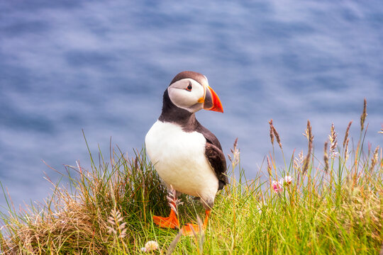 Portrait of puffin standing in grass