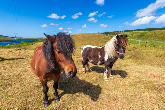 UK, Scotland, Two ponies standing in summer pasture