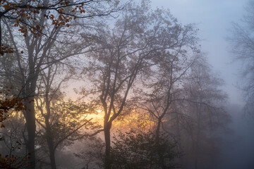 Fototapeta na wymiar bäume im nebel mit sonnenstrahlen im hintergrund
