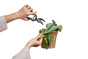 Woman gardener cuts wilted plants in a pot with garden scissors, isolated on a white background....