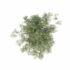tree top view, isolated on white background, 3D illustration, cg render