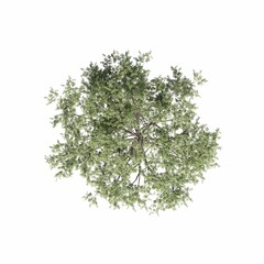 tree top view, isolated on white background, 3D illustration, cg render