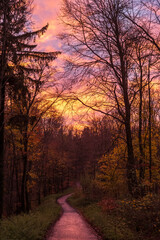 dramatische wolken über bäumen im herbst