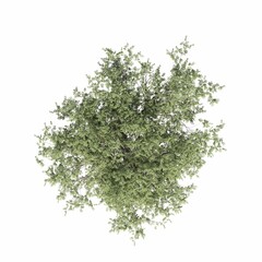 tree top view, isolated on white background, 3D illustration, cg render