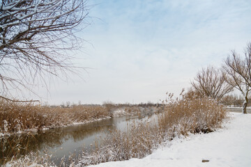 beautiful dry brown reeds covered with snow by snowfall, winter lake landscape background