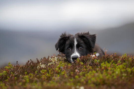 Cute dog lying on grass