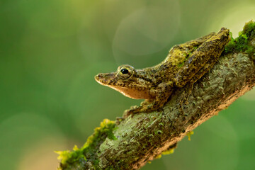 Scinax boulengeri (commonly known as Boulenger's snouted tree frog) is a species of frog in the family Hylidae. It is found in Colombia, Costa Rica, Nicaragua, Panama