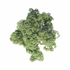 tree top view, isolated on white background, 3D illustration, cg render