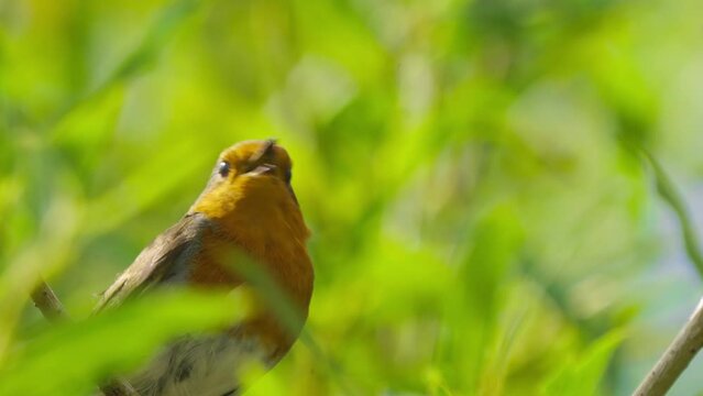 European robin chirping hiding through tree leaves, closeup, slow motion, day