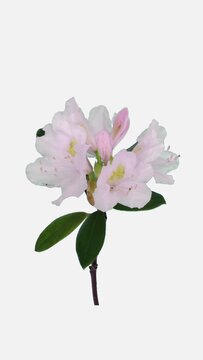 Time lapse of opening white Rhododendron (Ericacea family) branch isolated on white background, vertical orientation