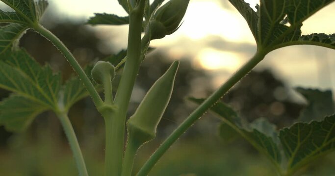Handheld slow mo shot of a plant during sunset. Close to the fruit of the plant. The background is blurred. Golden hour