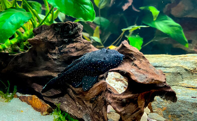 Ancistrus hoplogenys - L213  - Fish Ancistrus on the glass of aquarium - Catfish in a home...