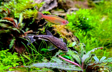 Otocinclus affinis in aquarium - one of the smallest known suckermouth catfish, often called a 'dwarf oto'