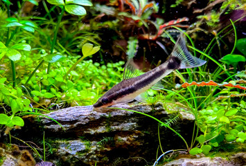 Otocinclus affinis in aquarium - one of the smallest known suckermouth catfish, often called a 'dwarf oto'