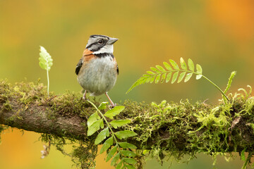 Rufous-collared sparrow or Andean sparrow (Zonotrichia capensis) is an American sparrow found in a wide range of habitats, often near humans, from the extreme south-east of Mexico
