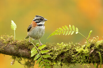 Rufous-collared sparrow or Andean sparrow (Zonotrichia capensis) is an American sparrow found in a wide range of habitats, often near humans, from the extreme south-east of Mexico