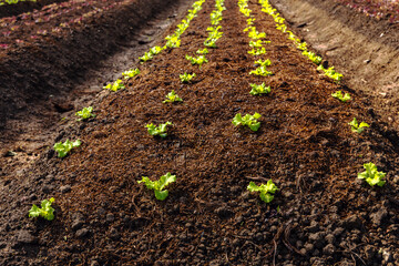 Rows of baby lecttuces plant growing in soil in farm,  Agriculture Business