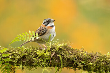 Rufous-collared sparrow or Andean sparrow (Zonotrichia capensis) is an American sparrow found in a wide range of habitats, often near humans, from the extreme south-east of Mexico