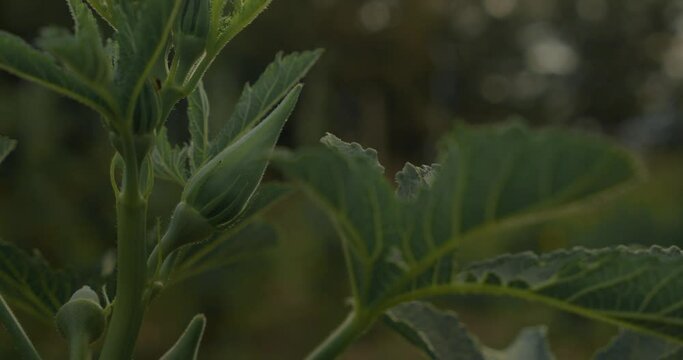Gombos plant in light breeze, close up handheld view