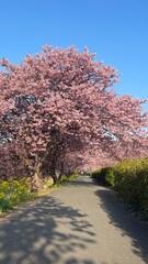 Naklejka premium 桜と菜の花